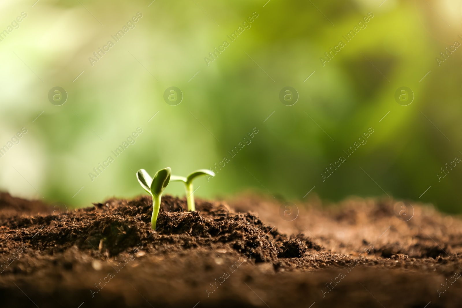 Photo of Little green seedlings growing in soil, closeup