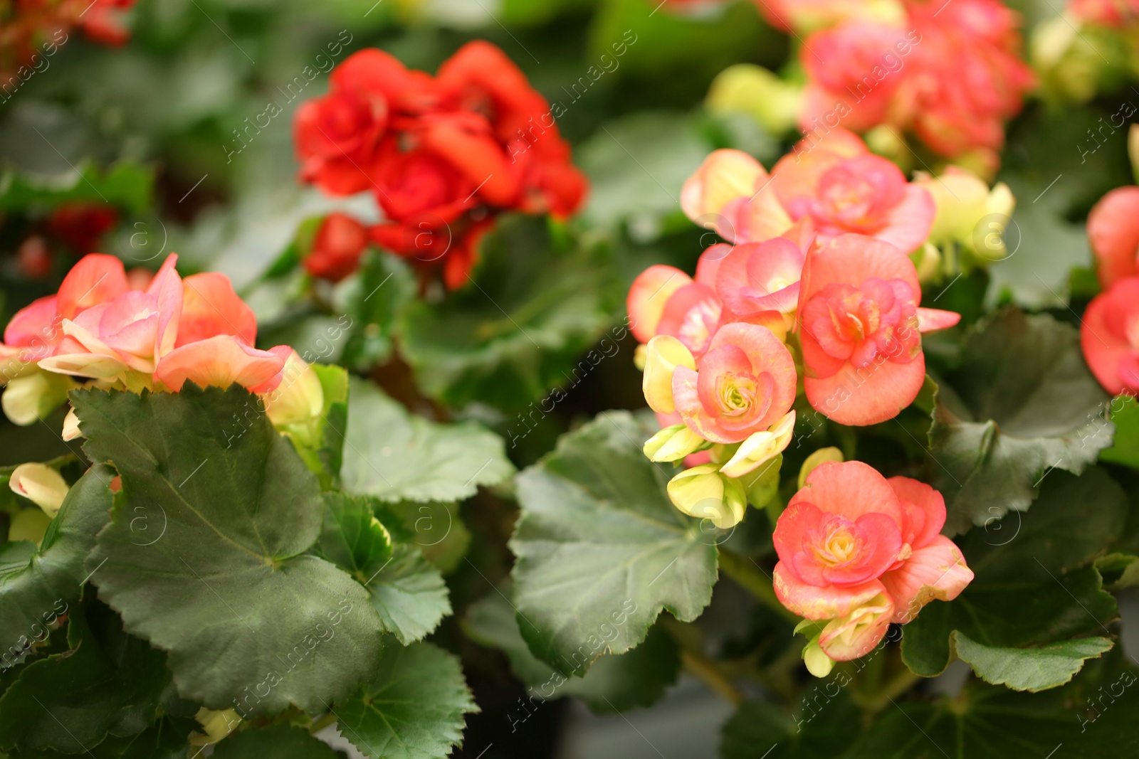 Photo of Beautiful blooming begonia flowers, closeup. Tropical plant