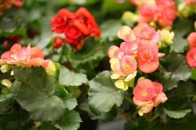 Beautiful blooming begonia flowers, closeup. Tropical plant