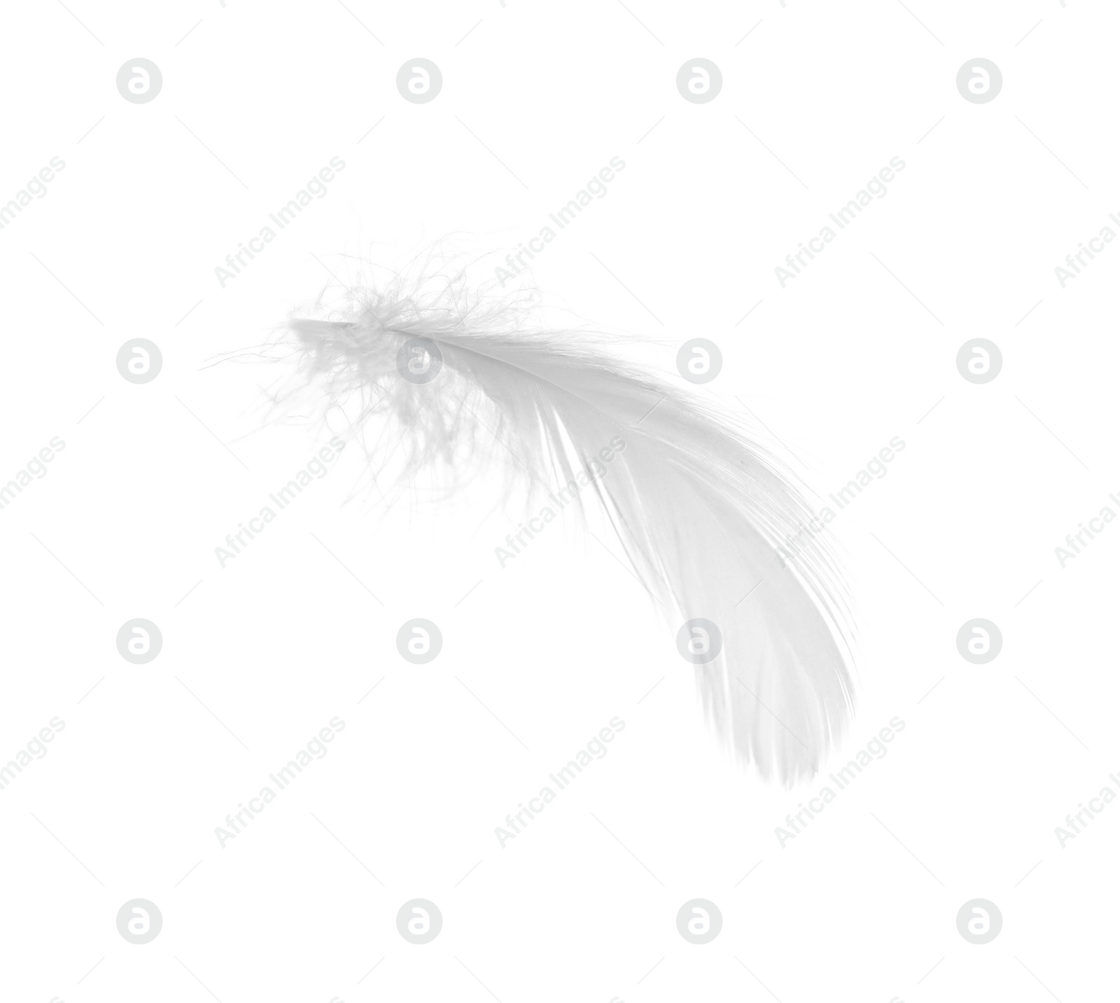 Photo of Beautiful fluffy bird feather isolated on white