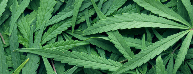 Image of Green hemp leaves as background, top view. Banner design