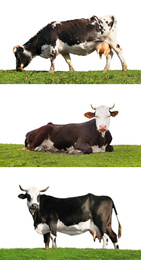 Collage of cows on green grass against white background. Animal husbandry