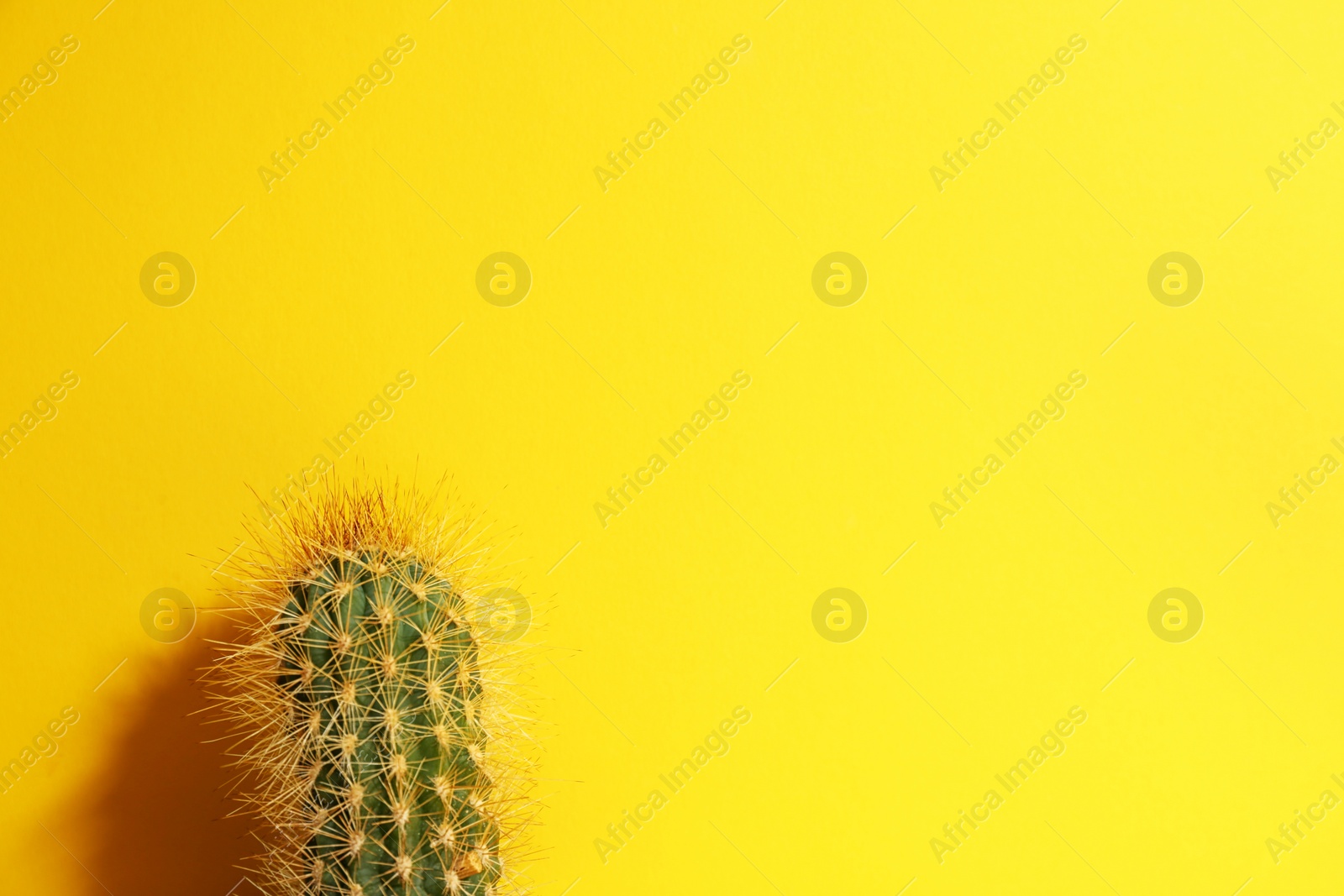 Photo of Beautiful cactus on yellow background. Space for text