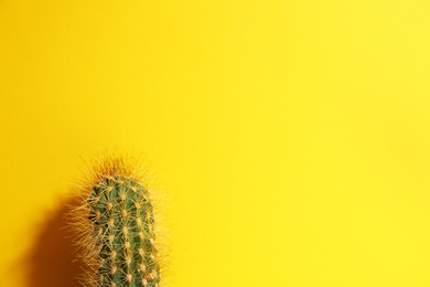 Beautiful cactus on yellow background. Space for text