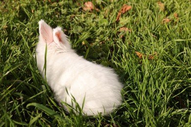 Photo of Fluffy white rabbit on green grass outdoors, space for text. Cute pet