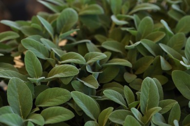 Closeup view of sage plants as background