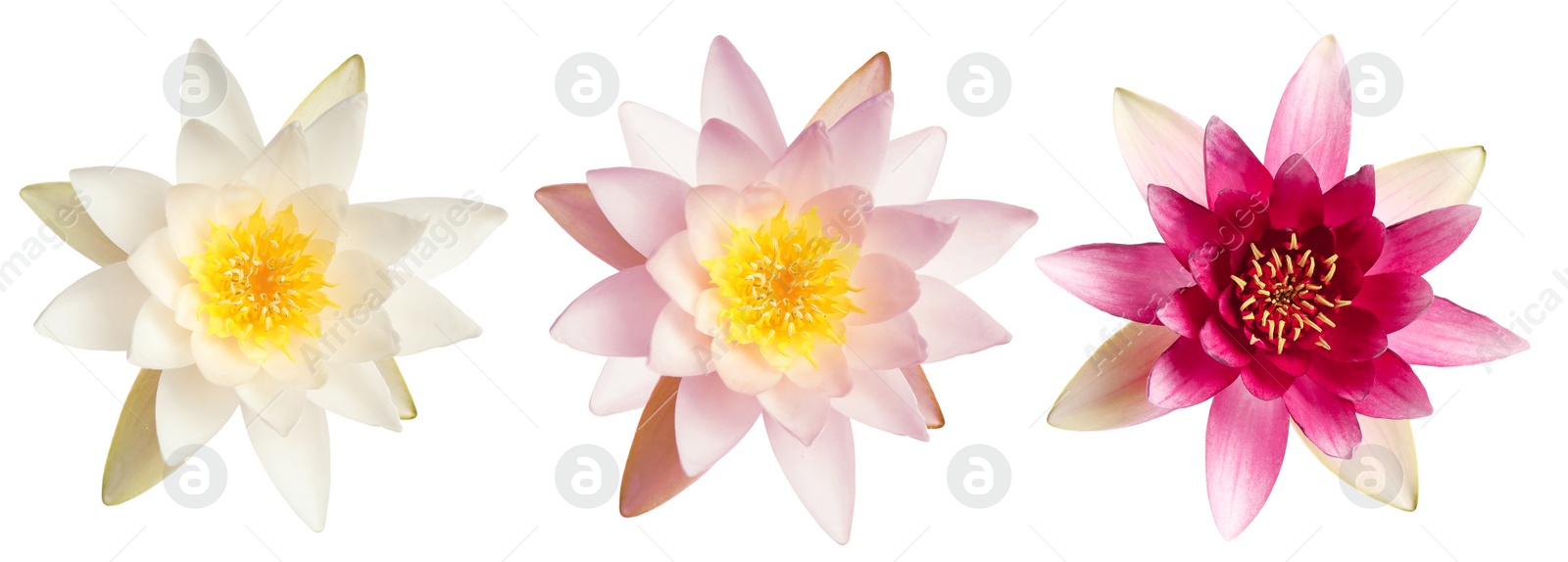 Image of Set of beautiful lotus flowers on white background. Banner design 