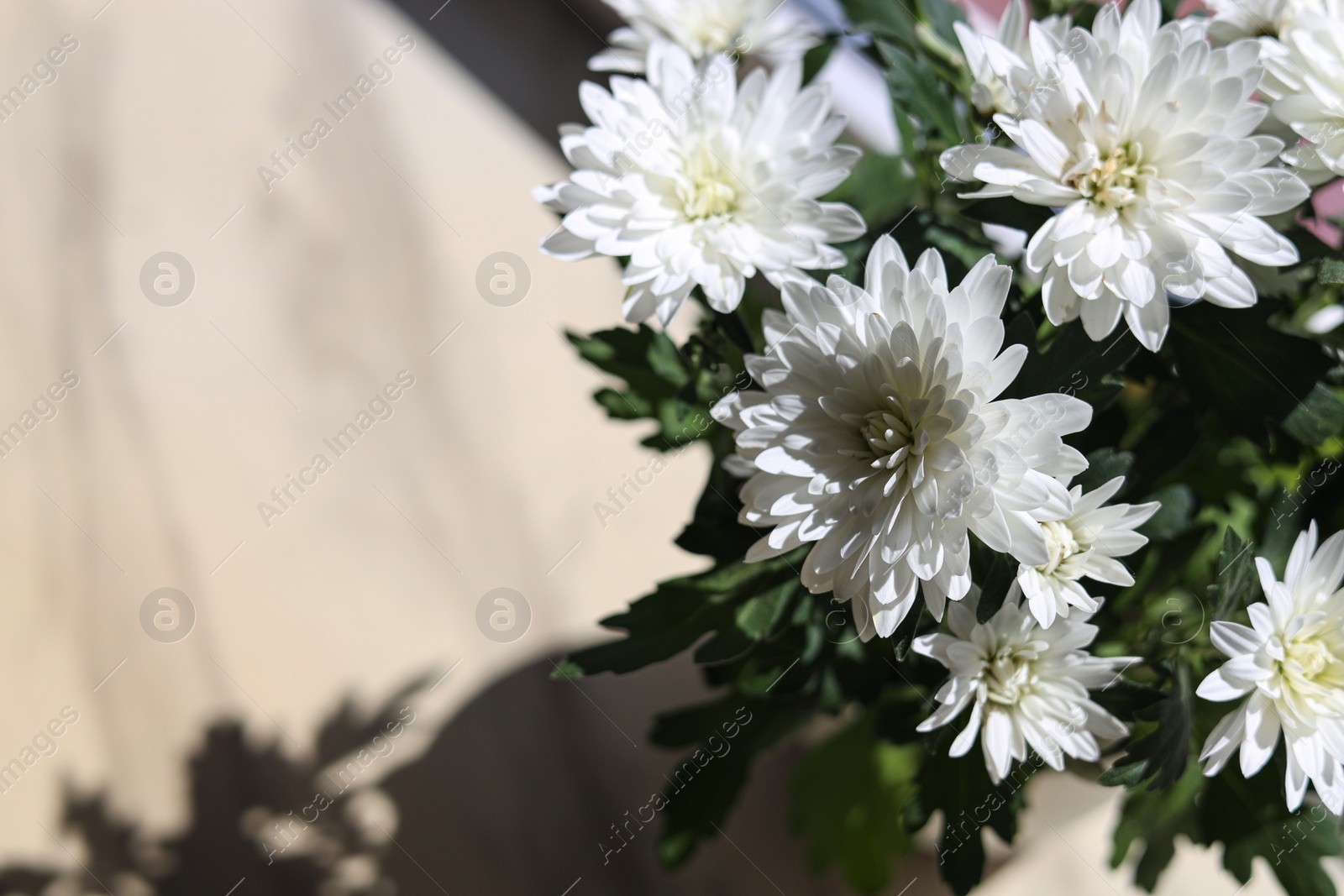 Photo of Beautiful white chrysanthemum flowers on light background, top view. Space for text