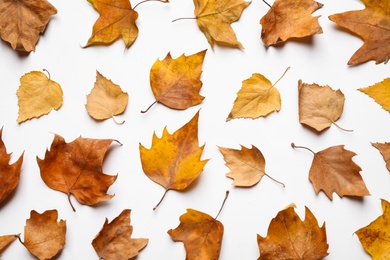 Flat lay composition with autumn leaves on white background