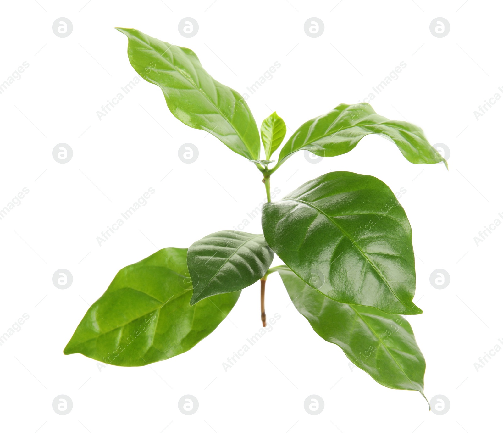 Photo of Branch of coffee plant isolated on white