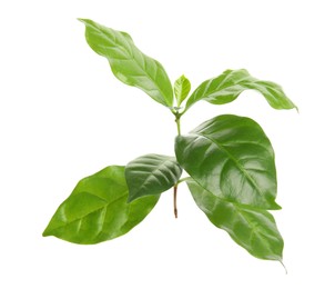 Photo of Branch of coffee plant isolated on white