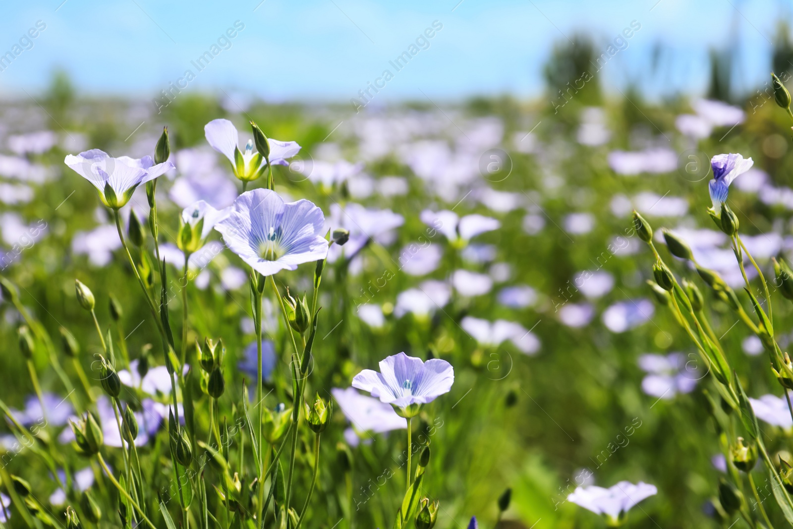 Photo of Closeup view of beautiful blooming flax field