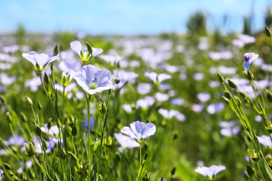 Closeup view of beautiful blooming flax field
