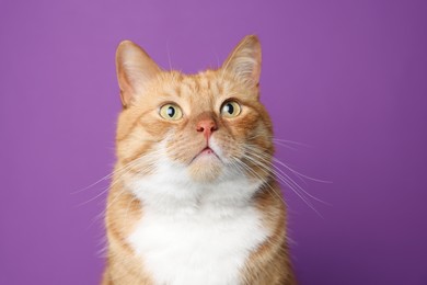 Photo of Cute ginger cat on purple background. Adorable pet