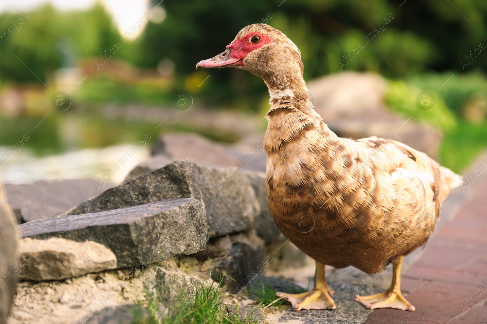 Photo of Brown duck in park on sunny day