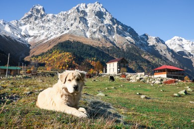 Photo of Adorable dog in mountains on sunny day