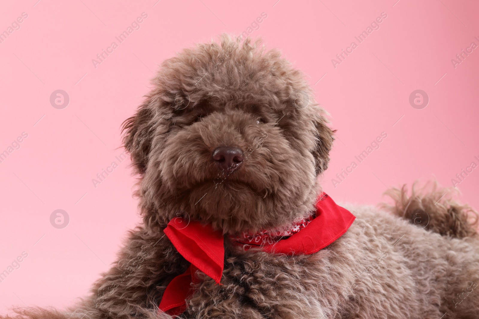 Photo of Cute Toy Poodle dog with red bandana on pink background, closeup