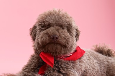 Cute Toy Poodle dog with red bandana on pink background, closeup