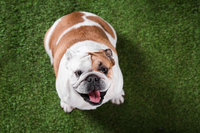 Photo of Adorable funny English bulldog on grass, above view. Space for text