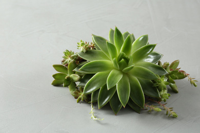 Beautiful echeveria on light grey background. Succulent plant