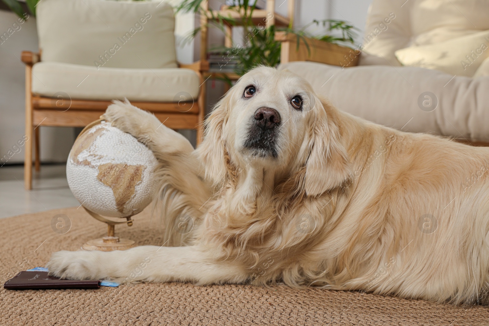 Photo of Cute golden retriever lying near passport, tickets and globe on floor at home. Travelling with pet