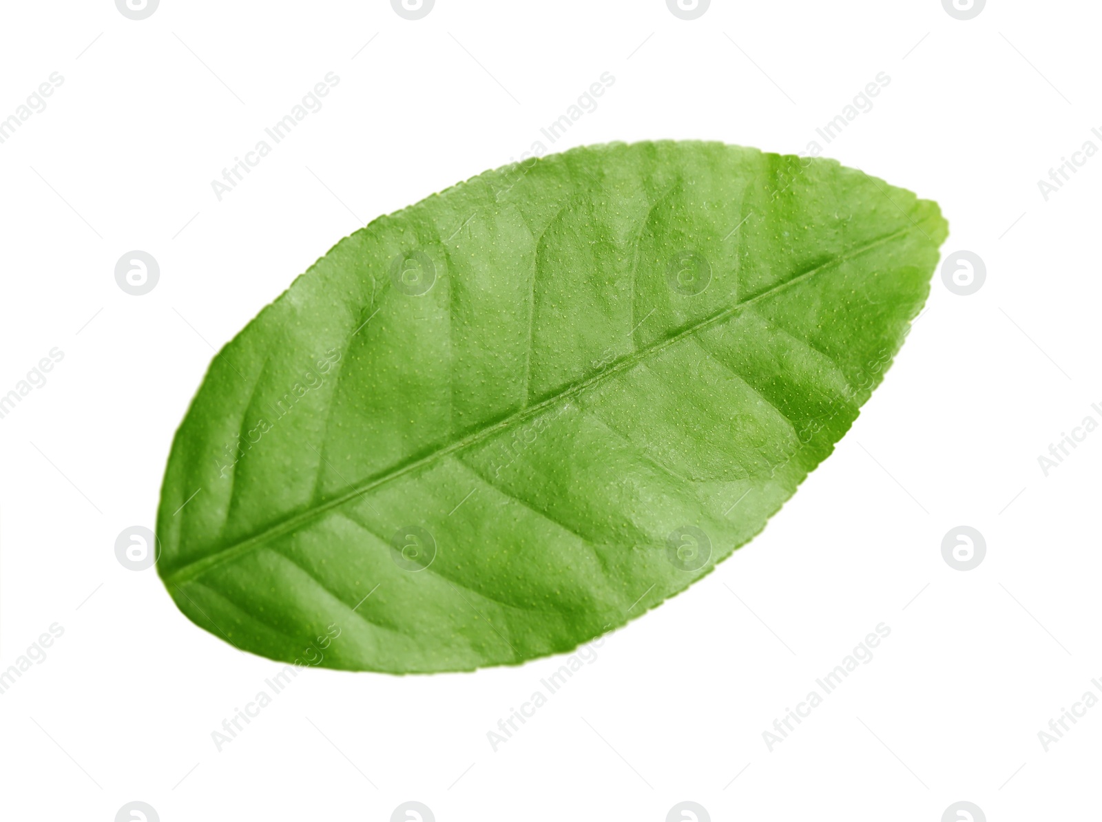 Photo of Green leaf of lemon tree isolated on white