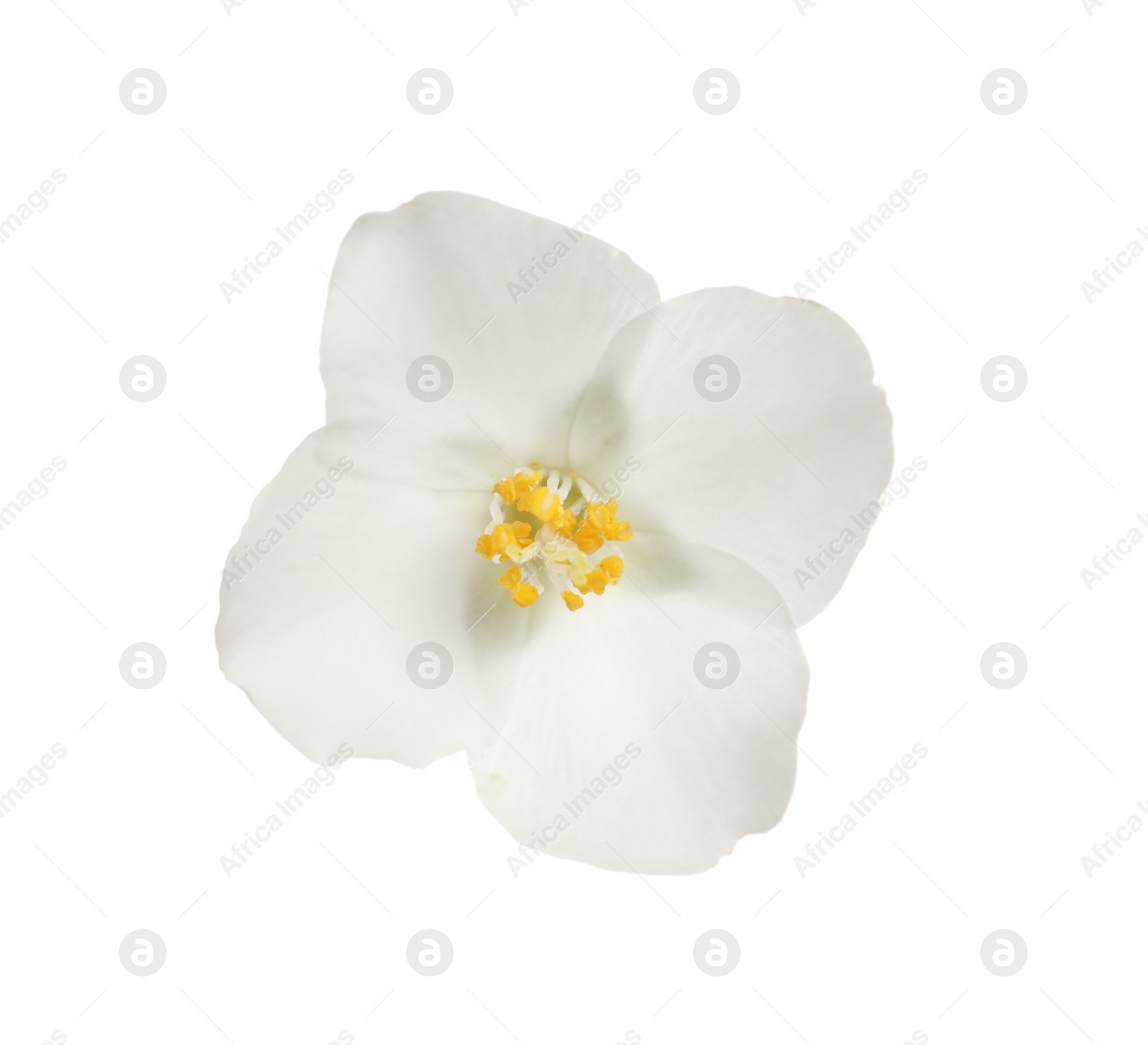 Photo of Beautiful flower of jasmine plant isolated on white