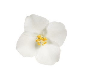 Beautiful flower of jasmine plant isolated on white