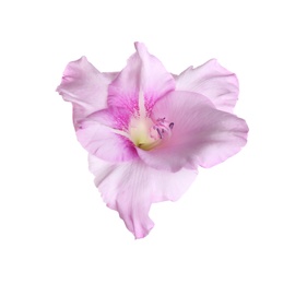 Beautiful delicate gladiolus flower on white background