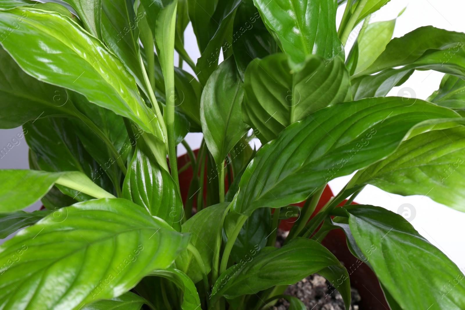 Photo of Beautiful Spathiphyllum plant with green leaves on white background, closeup