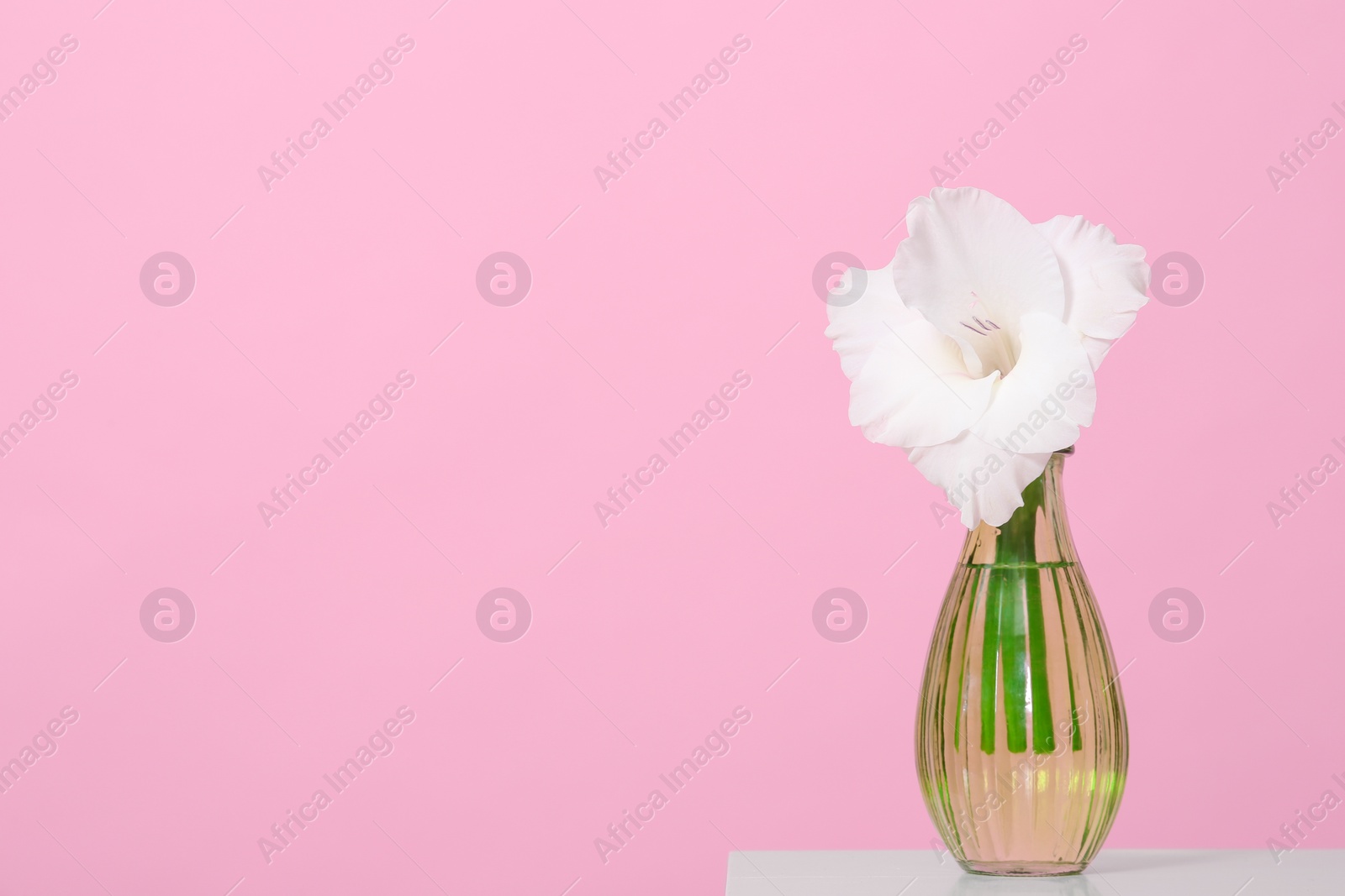 Photo of Vase with beautiful gladiolus flower on wooden table against pink background. Space for text