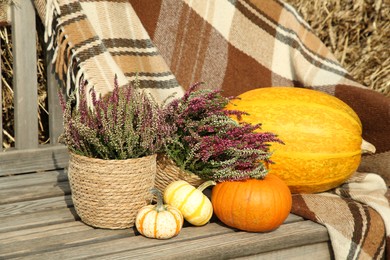 Beautiful composition with heather flowers in pots and pumpkins on wooden bench outdoors