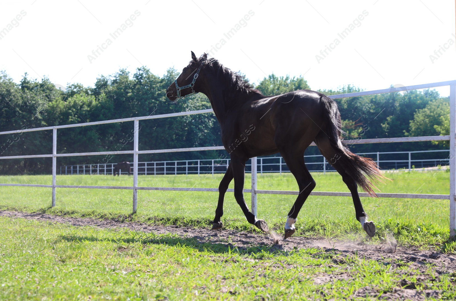 Photo of Dark bay horse in paddock on sunny day. Beautiful pet