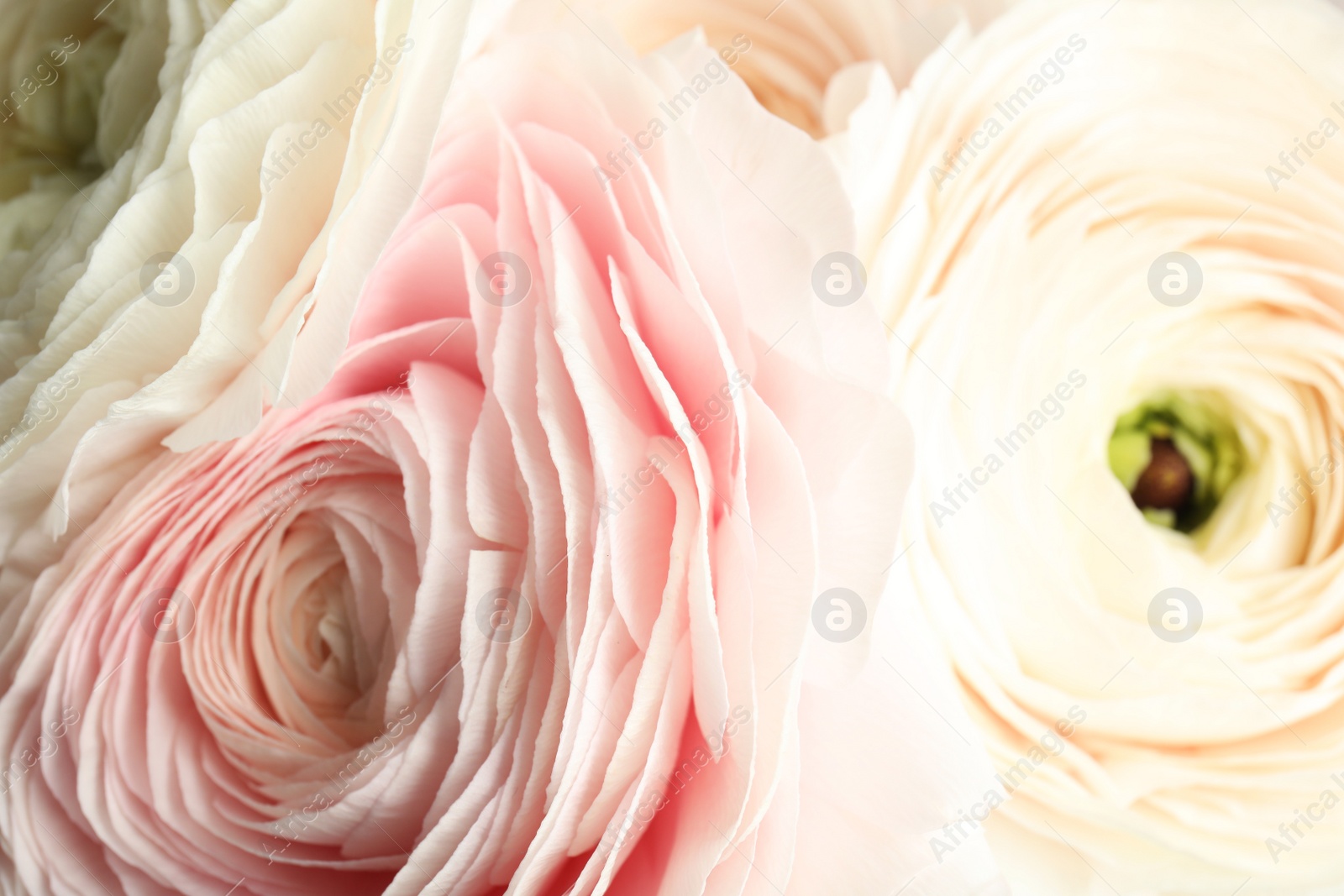 Photo of Beautiful delicate spring ranunculus flowers as background