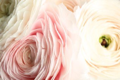 Beautiful delicate spring ranunculus flowers as background