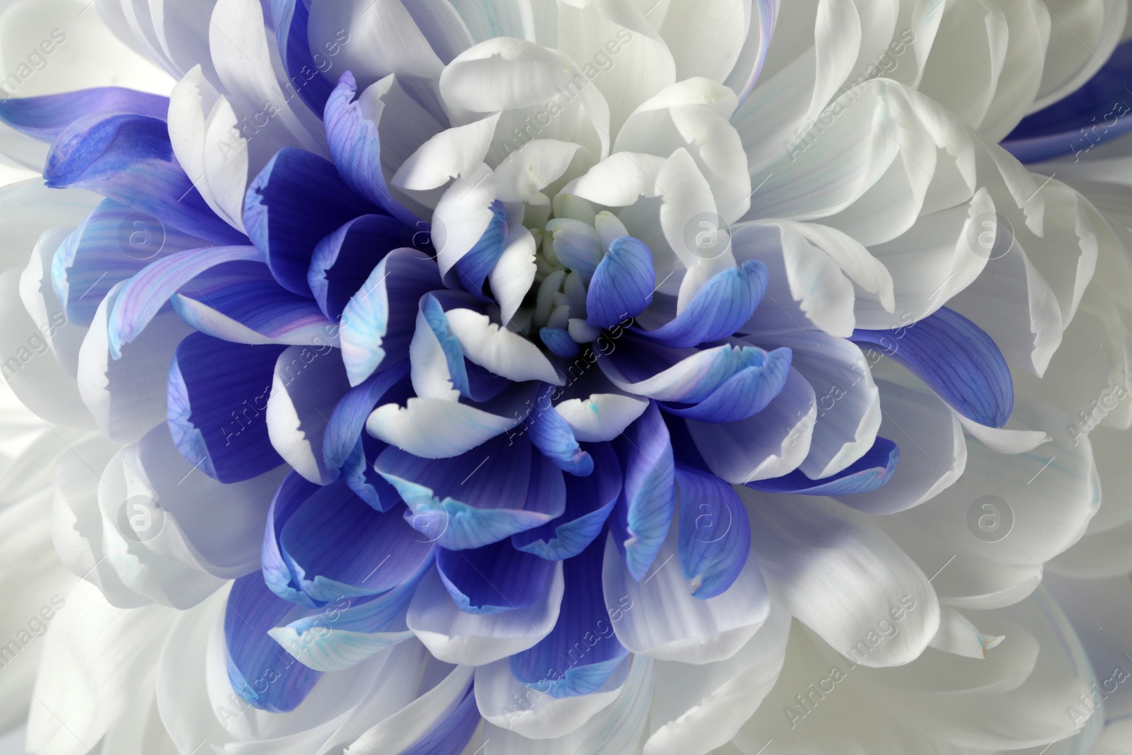 Photo of Beautiful blooming chrysanthemum flower as background, closeup