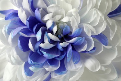 Beautiful blooming chrysanthemum flower as background, closeup