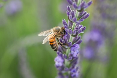 Honeybee collecting nectar from beautiful lavender flower outdoors, closeup