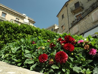 Photo of Beautiful dahlia flowers near building in city