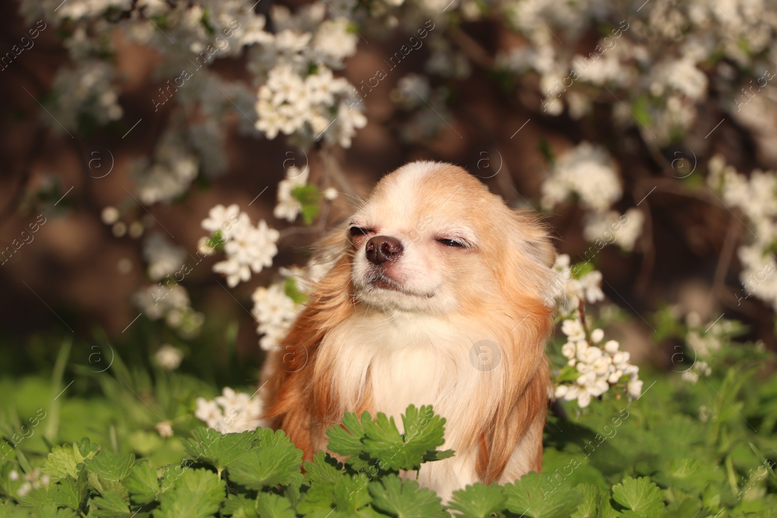 Photo of Cute fluffy Chihuahua dog near blossoming bush outdoors