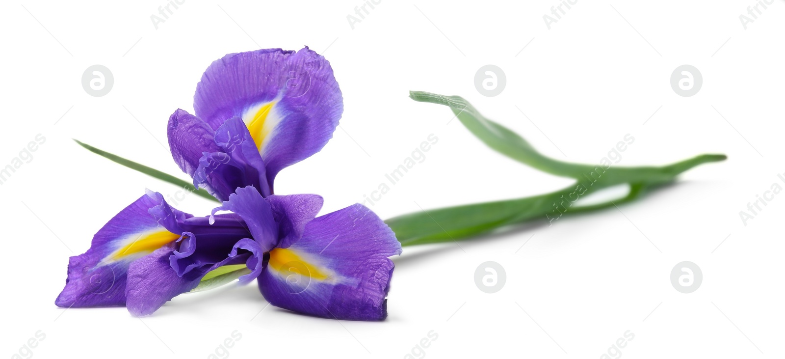 Photo of Beautiful violet iris flower isolated on white