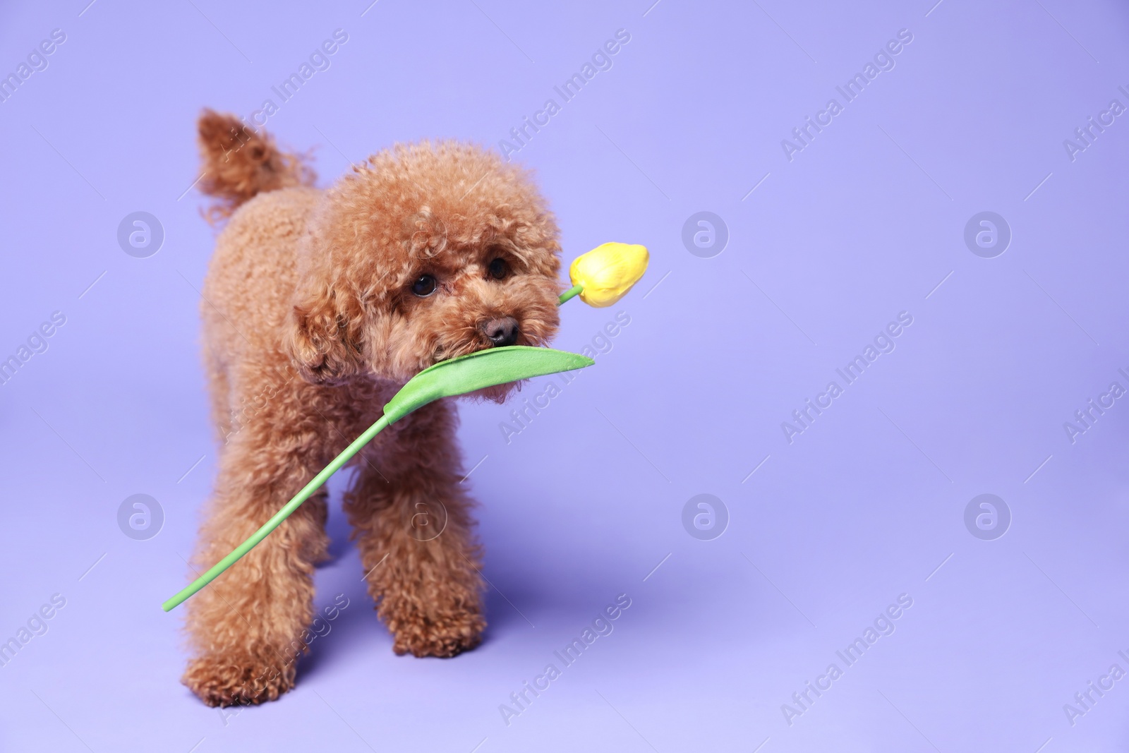 Photo of Cute Maltipoo dog holding yellow tulip flower on light purple background. Space for text