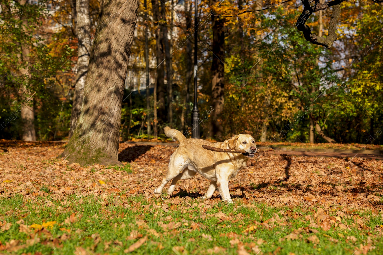 Photo of Cute Labrador Retriever dog fetching stick in sunny autumn park