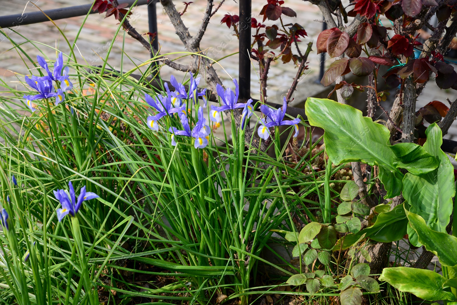 Photo of Fresh green grass and beautiful irises growing outdoors on sunny day