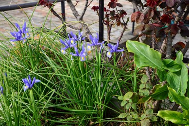 Fresh green grass and beautiful irises growing outdoors on sunny day