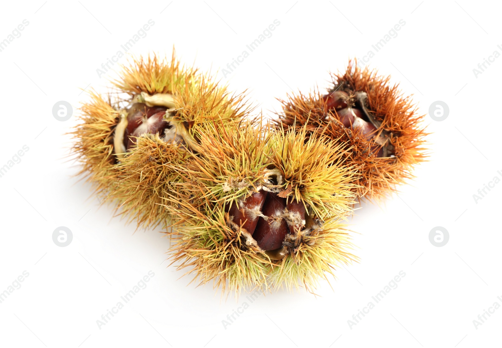 Photo of Fresh sweet edible chestnuts in husk on white background