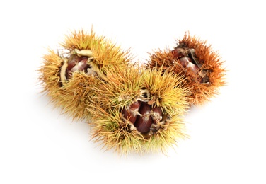 Fresh sweet edible chestnuts in husk on white background