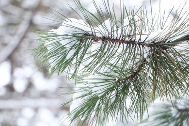 Photo of Conifer tree branch covered with snow in forest, closeup