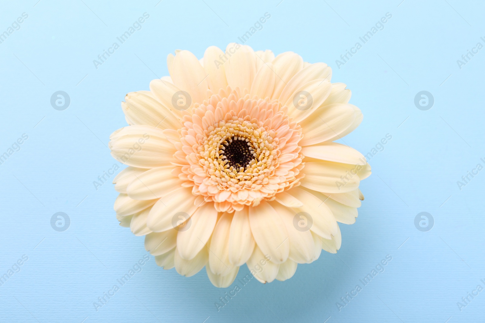 Photo of One beautiful tender gerbera flower on light blue background, above view