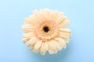 Photo of One beautiful tender gerbera flower on light blue background, above view